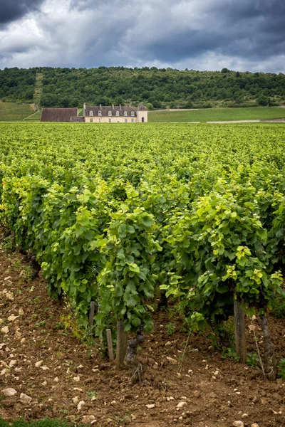 Chateau Üzüm Bağları Burgundy Fransa Ile — Stok fotoğraf