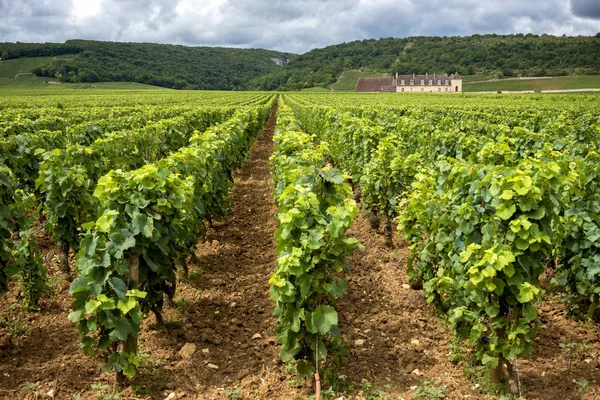 Castello Con Vigneti Borgogna Francia — Foto Stock