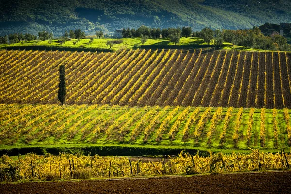 Viñedos Chianti Toscana Italia —  Fotos de Stock