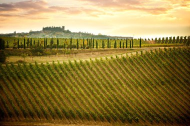 Üzüm bağı ve selvi ağacı olan Chianti tepeleri. Siena ve Floransa arasındaki Toskana manzarası. İtalya