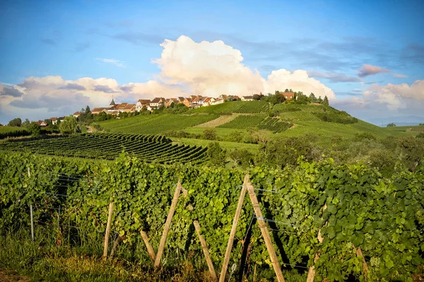 Wijngaarden Van Het Landschap Van Wijn Route Frankrijk Alsace — Stockfoto