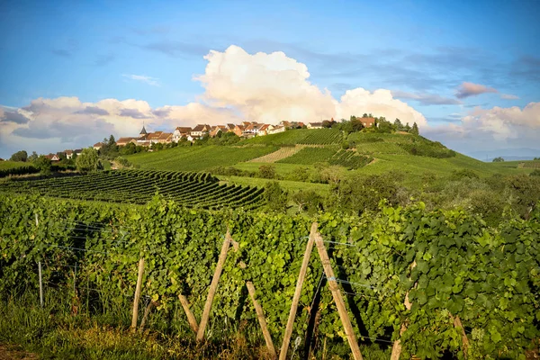 Paisaje Viñedos Ruta Del Vino Francia Alsacia —  Fotos de Stock