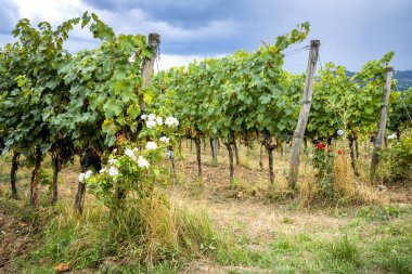 Chianti tepeleri üzüm bağları ile. Siena ve Floransa'ya arasında Toskana manzara. İtalya