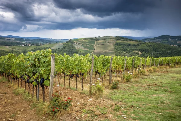 Chianti Colinas Com Vinhas Paisagem Toscana Entre Siena Florença Itália — Fotografia de Stock