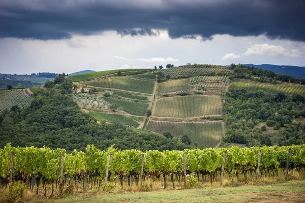 Chianti Colinas Com Vinhas Paisagem Toscana Entre Siena Florença Itália — Fotografia de Stock