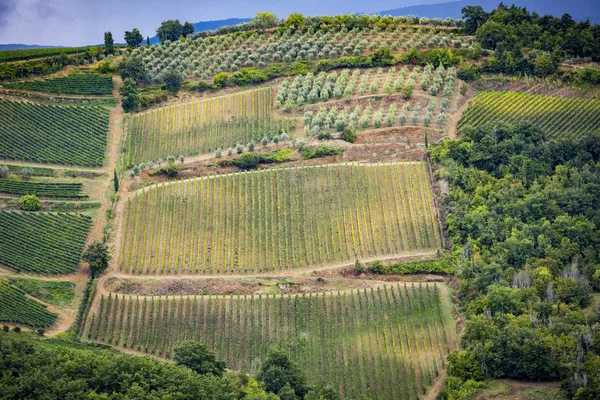 Chianti Colinas Com Vinhas Paisagem Toscana Entre Siena Florença Itália — Fotografia de Stock