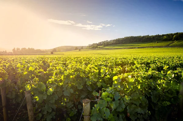 Vineyards at sunset in Savigny les Beaune, near Beaune, Burgundy, France