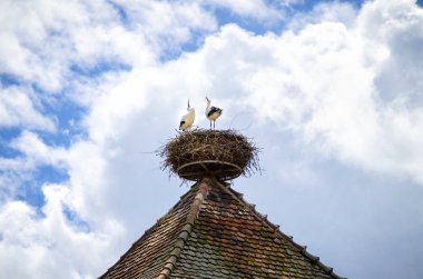 Leyleklerin yuva üzerinde. Alsace, Fransa
