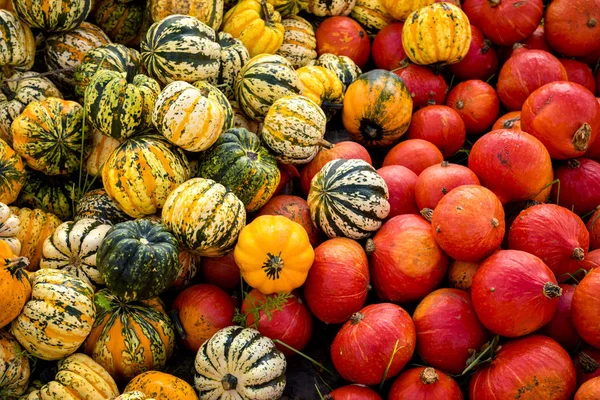 Lot Pumpkins Outdoor Farmers Market — Stock Photo, Image