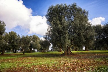 Sonbahar eski Zeytin bahçesinde Puglia (Apulia) İtalya