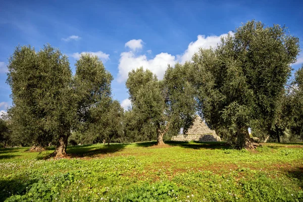 オリーブの森とトリュリ ヴァル ダトリア プーリア州 プーリア州 イタリア — ストック写真