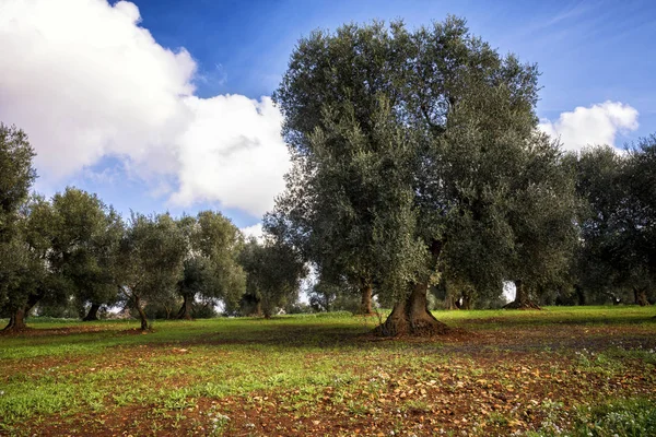 Oude Olijfgaard Het Najaar Puglia Apulië Italië — Stockfoto
