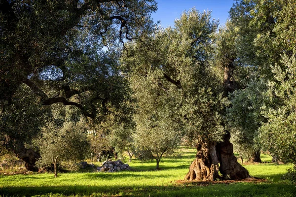 Oude Olijfgaard Het Najaar Puglia Apulië Italië — Stockfoto