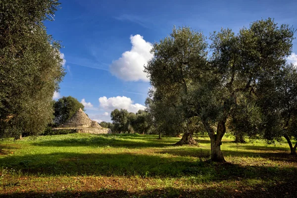 Zeytin bahçeli Trulli. Val d 'Itria - Puglia (Apulia) - İtalya