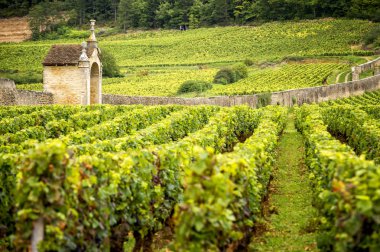 Burgundy, Fransa 'nın şarap bölgesinde üzüm bağlarıyla kaplı tepeler