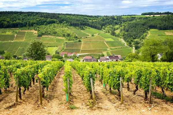 Burgundy, Fransa 'nın şarap bölgesinde üzüm bağlarıyla kaplı tepeler