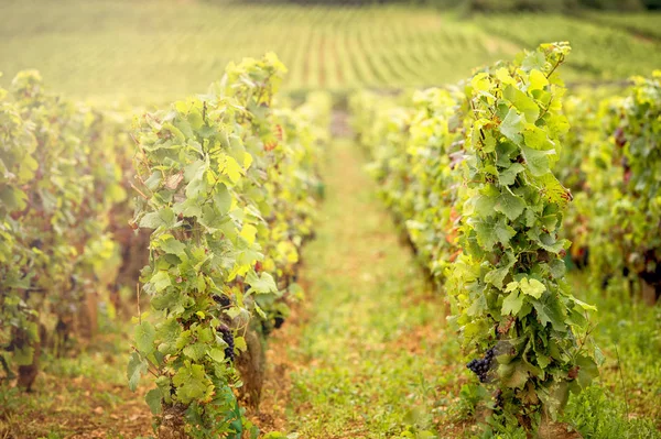 Vinhedos Savigny Les Beaune Perto Beaune Borgonha França — Fotografia de Stock