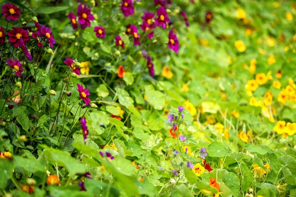 Monet Gardens House Giverny Normandy France — Stock Photo, Image