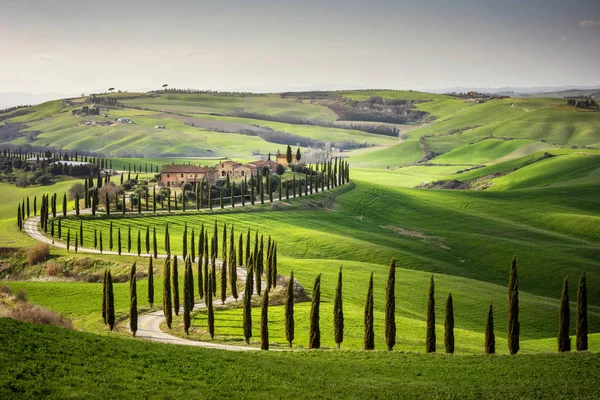 Colina toscana com fileira de ciprestes e quinta ao pôr-do-sol. T — Fotografia de Stock