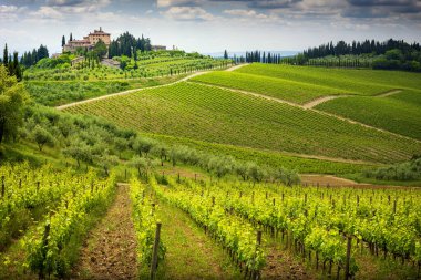 Üzüm bağı ve selvi ağacı olan Chianti tepeleri. Siena ve Floransa arasındaki Toskana manzarası. İtalya