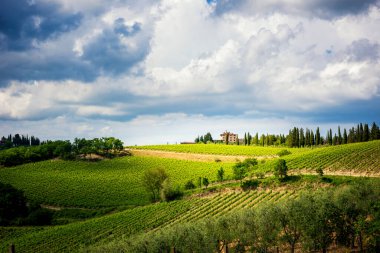 Üzüm bağı ve selvi ağacı olan Chianti tepeleri. Siena ve Floransa arasındaki Toskana manzarası. İtalya