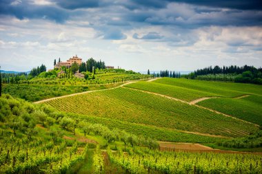 Üzüm bağı ve selvi ağacı olan Chianti tepeleri. Siena ve Floransa arasındaki Toskana manzarası. İtalya