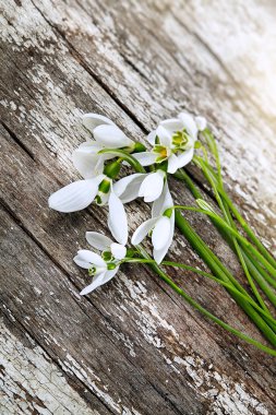 Tahta arka planda güzel taze kar damlaları