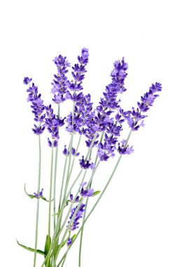 Beyaz arkaplanda bir demet lavanta çiçeği
