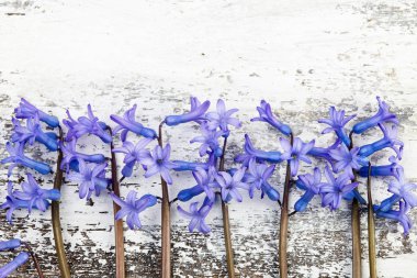 Tahta arka planda sümbül. Bahar çiçeği buketi. Bahar arkaplanı