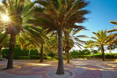 Miami Beach, ABD 'de Hindistan cevizi palmiyeli plaja giden yol..