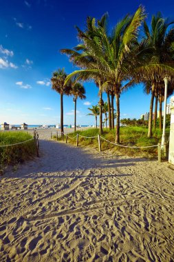 Miami Beach, ABD 'de Hindistan cevizi palmiyeli plaja giden yol..