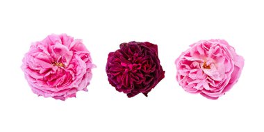 Beyaz arka planda pembe güller.