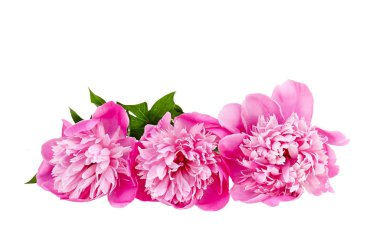 Beyaz arka plandaki pembe şakayık..