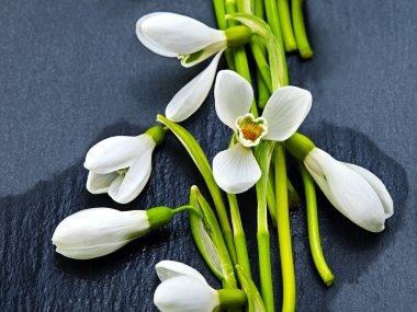 Koyu arka planda güzel taze kar damlaları. Düz yatıyordu. Bahar minimum konsepti.