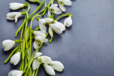 Koyu arka planda güzel taze kar damlaları. Düz yatıyordu. Bahar minimum konsepti.