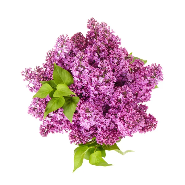 Lilac Flower White Background Isolated — Stock Photo, Image