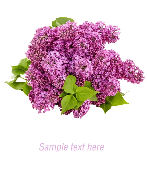 Lilac Flower Old Wooden Background — Stock Photo, Image