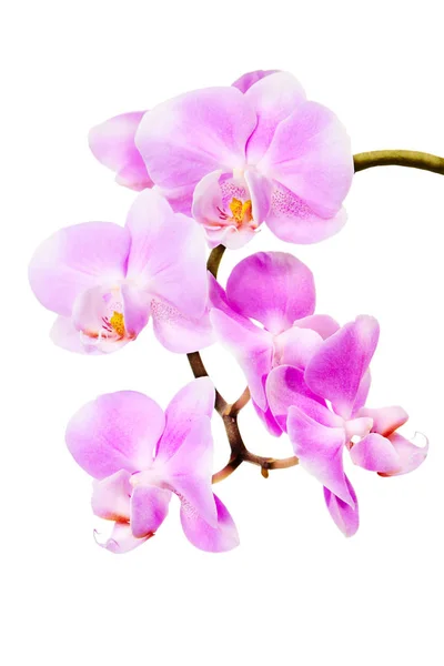 Рожева Орхідея Білому Тлі — стокове фото