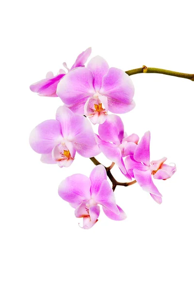 Rózsaszín Orchidea Fehér Háttér — Stock Fotó