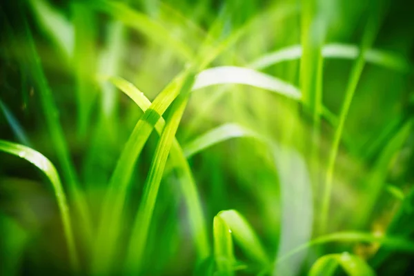 Lente Zomer Achtergrond Met Groen Gras — Stockfoto
