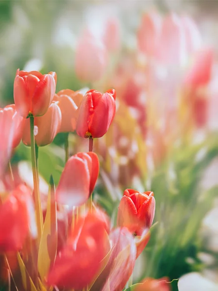 Świeże Wiosenne Kwiaty Tulipanów Ogrodzie — Zdjęcie stockowe