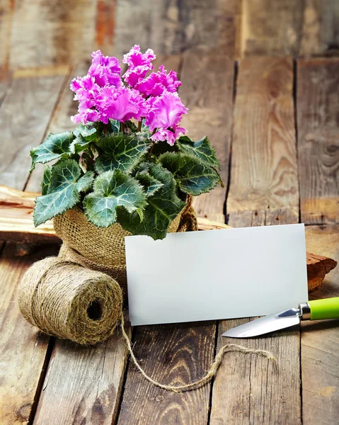 Tencerede bahar çiçekleri ve eski ahşap bir masada bahçe aletleri.