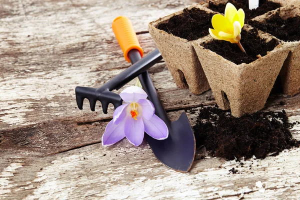 Spring Flowers Pot Garden Tools Old Wooden Table — Stock Photo, Image
