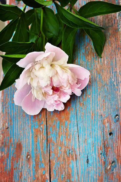 Peonía Rosa Sobre Fondo Blanco — Foto de Stock