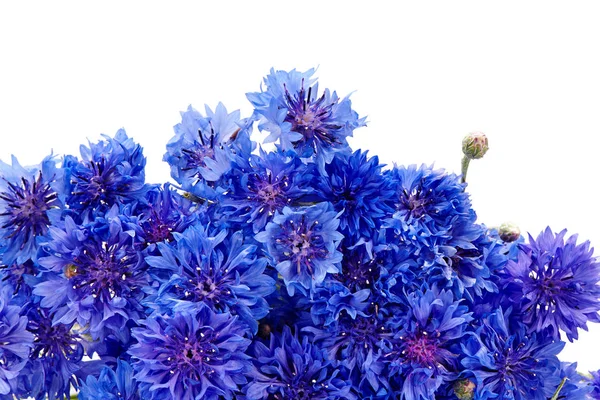 배경에 떨어져 옥수수 꽃들로 이루어진 아름다운 꽃다발 — 스톡 사진