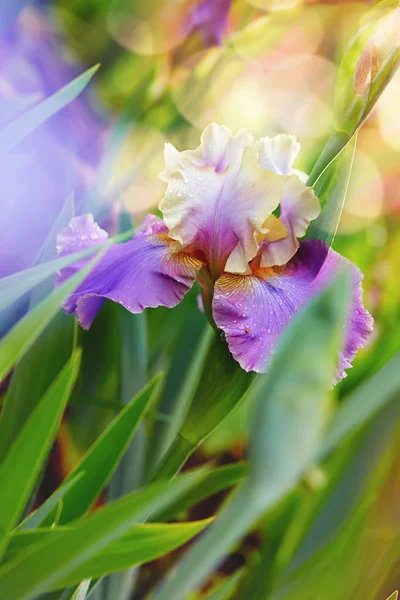 Purple Bearded Iris Shallow Dof — Stock Photo, Image