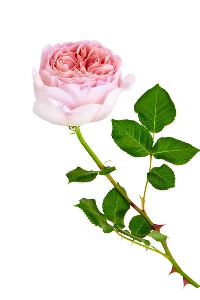 Rózsaszín Rose Elszigetelt Fehér Háttér — Stock Fotó