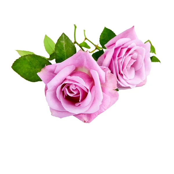 Ροζ Τριαντάφυλλα Μπουκέτο Λευκό Φόντο — Φωτογραφία Αρχείου