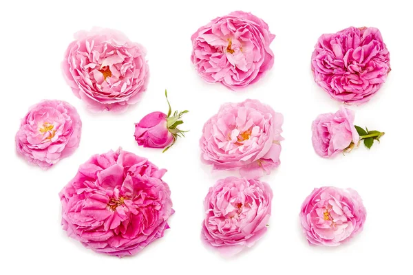 ピンクのバラの花束を白い背景に — ストック写真