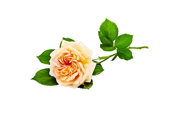 Pink Roses Bouquet White Background — Stock Photo, Image